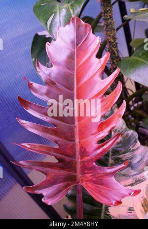 Splendido colore rosso intenso e variegata foglia di Filodendron Caramel Marble, una rara pianta tropicale Foto Stock