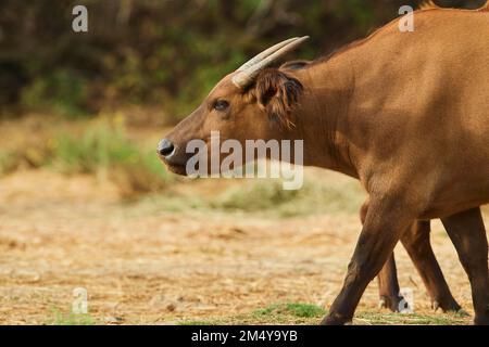 Ritratto di un bufalo forestale (Syncerus caffer nanus) nel dessert, prigioniero, distribuzione Africa Foto Stock