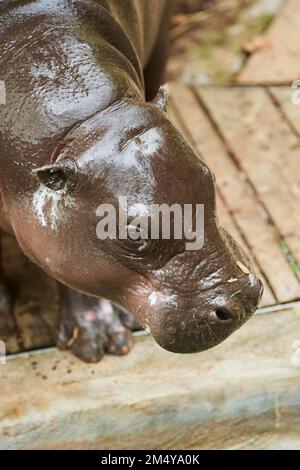 Pigmy hippopotamus (Choeropsis liberiensis), ritratto, prigioniero, Spagna Foto Stock