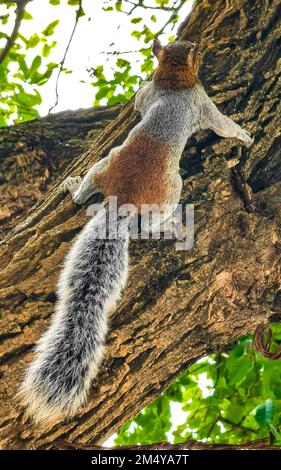 Albero di arrampicata scoiattolo grigio a Zicatela Puerto Escondido Oaxaca Messico. Foto Stock