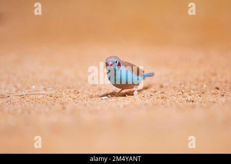 Cordonbleu rosso-cheeked (Uraeginthus bengalus) seduto a terra, Baviera, Germania Foto Stock