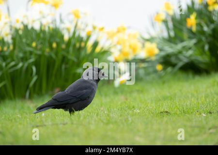 Jackdaw (Corvus monidula) uccello adulto su un prato in erba, Surrey, Inghilterra, Regno Unito Foto Stock