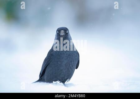 Jackdaw (Corvus monidula) uccello adulto su un prato coperto di neve, Suffolk, Inghilterra, Regno Unito Foto Stock