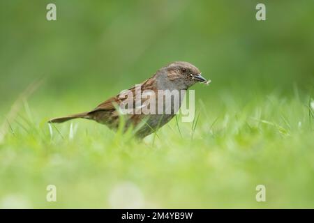 Dunnock o erpice (Prunella modularis) uccello adulto che raccoglie insetti su praterie, Suffolk, Inghilterra, Regno Unito Foto Stock