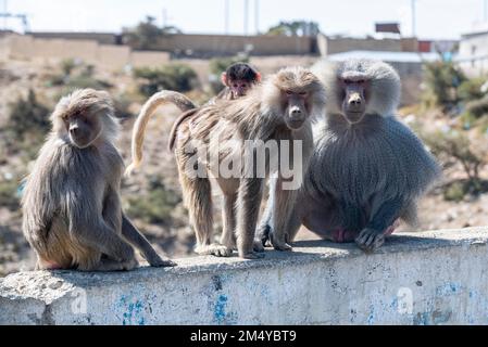 Baboons, Abha, Regno dell'Arabia Saudita Foto Stock