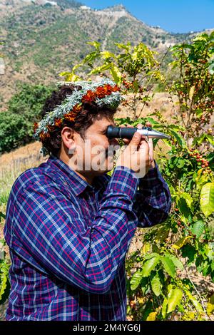 Uomo tradizionale vestito della tribù Qahtani Flower men nelle piante da caffè, esaminando i chicchi di caffè, ASiR montagne, Regno dell'Arabia Saudita Foto Stock