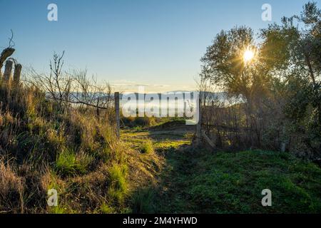 Maremma countryside view, olive trees, rolling hills and green fields. Foto Stock