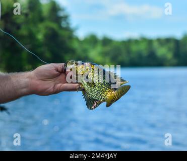 Pesca estiva, pesce d'acqua dolce di stile di vita attivo mano nella mano, fantastica giornata sul lago Foto Stock