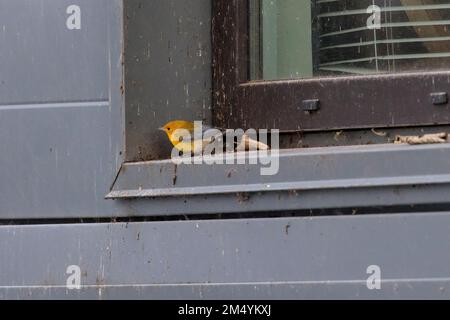 Prothonotary Warbler, primo in inverno a Vancouver BC Canada Foto Stock