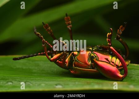 un coleottero zampe giocare la morte sulla foglia verde. coleottero canguro. Foto Stock