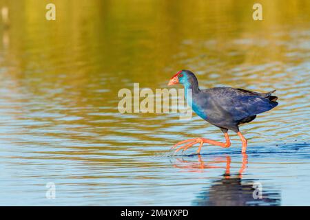 Il macro profilo girato di una palpandrina occidentale che cammina in acqua Foto Stock