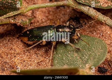 Coleotteri metallici adulti del genere Tetracha Foto Stock