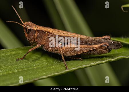 Grasshopper a faccia inclinata per adulti della Tribe Orphulellini Foto Stock