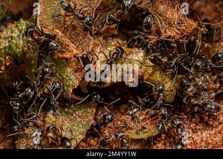 Adult Pyramid Ants of the genere Dorymyrmex mangiare un morto grasshopper Foto Stock