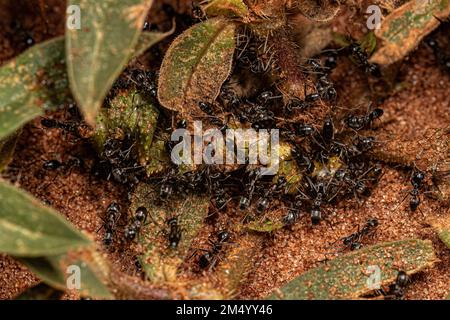 Adult Pyramid Ants of the genere Dorymyrmex mangiare un morto grasshopper Foto Stock