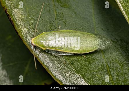 Cockroach gigante verde adulto del genere Panchlora Foto Stock