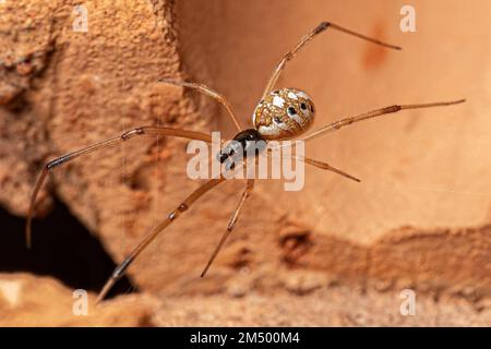 Maschio Brown Widow della specie Latrodectus geometricus Foto Stock