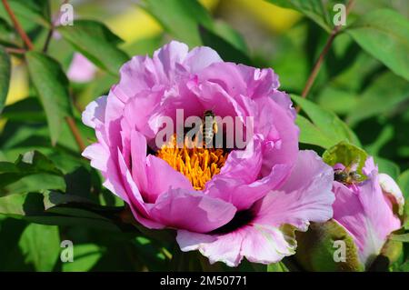 Grande fiore di peonia dell'albero in fiore. Un'ape con polline vola sui fiori. Petali e balze primo piano Foto Stock