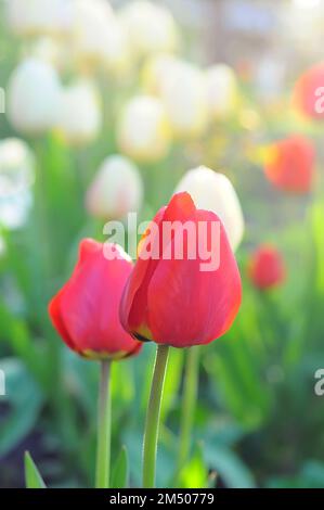 Pink tulips in bloom on a background of blurred white tulips, bokeh Foto Stock