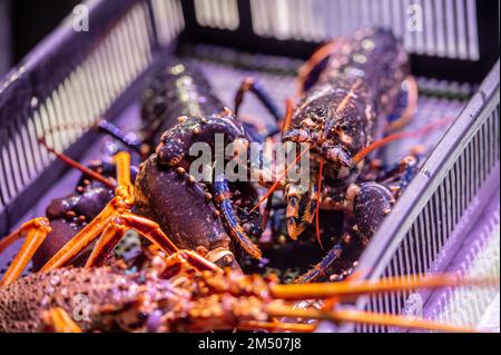 Pesce fresco in vendita nel più grande mercato alimentare all'ingrosso in Spagna, Madrid, Spagna Foto Stock