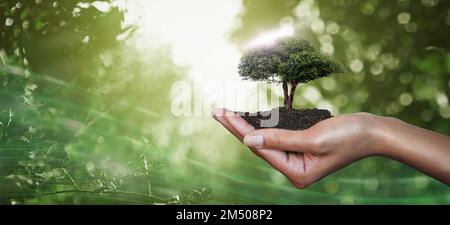 Mano, palma e albero per la sostenibilità della natura, eco-friendly o cura, la cura o la conservazione dell'ambiente. Giornata della terra, cambiamento climatico o sostenibile Foto Stock