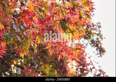 Foglie di acero rosse e arancioni su albero nella stagione autunnale Foto Stock
