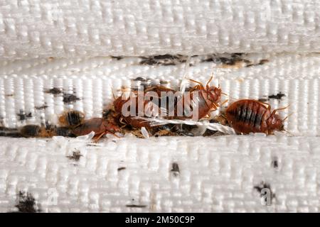 Il gruppo bedbugs sulla macro di stoffa di materasso Foto Stock