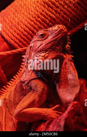 Ritratto di una iguana alla luce di una lampada rossa. Lucertola rettile. Animale serio. Iguana esotica. Famiglia Iguanidae. Foto Stock