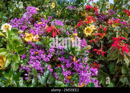 Colorato sfondo floreale tropicale di Calice Cup vite, bougainvillea Foto Stock