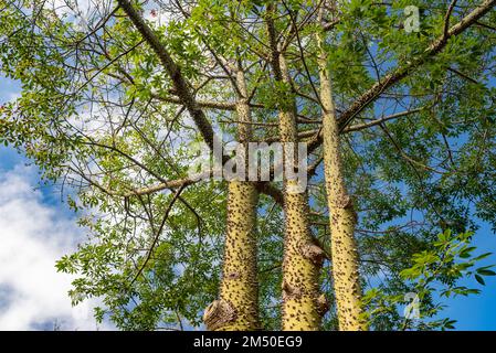 Albero di seta di filo interdentale sullo sfondo blu del cielo. Struttura di corteccia spinosa e foglie verdi Foto Stock