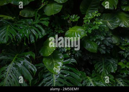 Sfondo di foglie tropicali. Monstera deliziosa, pothos dorato e schefflera Foto Stock