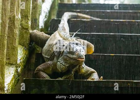 Una iguana verde per adulti seduta sotto la pioggia sulle scale con sfondo sfocato Foto Stock
