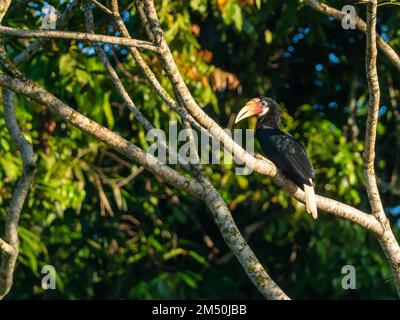 L'Hornbill di Blyth, Rhyticeros plicatus, arroccato su un ramo di Honiara, Isole Salomone Foto Stock