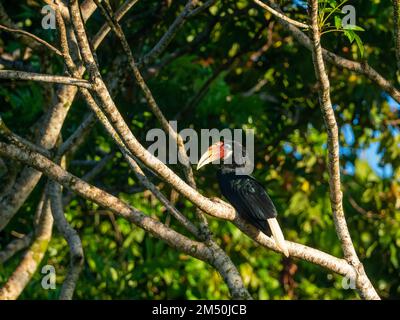 L'Hornbill di Blyth, Rhyticeros plicatus, arroccato su un ramo di Honiara, Isole Salomone Foto Stock