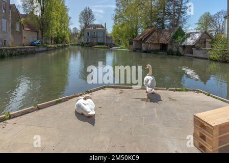 Due cigni sul bordo di un canale nella piccola città di Donzy, preso in un giorno di primavera soleggiato in Borgogna, Francia Foto Stock