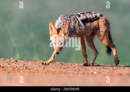 Jackal nero (Lupulella mesomelas) da Zimanga, Sudafrica. Foto Stock
