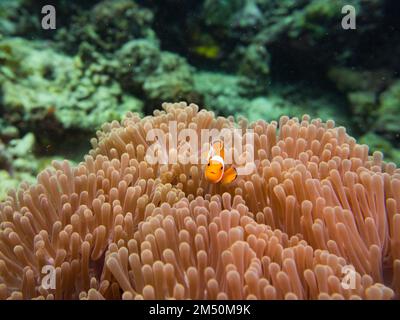 Falso pesce clown, anfibio ocellaris, in un anemone in Indonesia, mentre IMMERSIONI SUBACQUEE Foto Stock