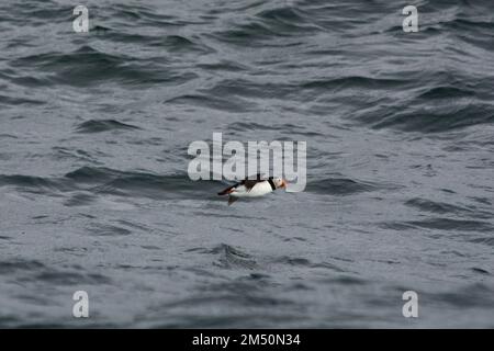 Puffins Atlantico che sorvola le onde del Mare di Norvegia al largo della costa dell'Isola di Andøya nel Mare di Norvegia. Foto Stock