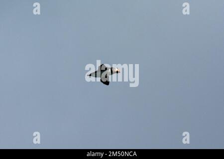 Puffins Atlantico che sorvola le onde del Mare di Norvegia al largo della costa dell'Isola di Andøya nel Mare di Norvegia. Foto Stock