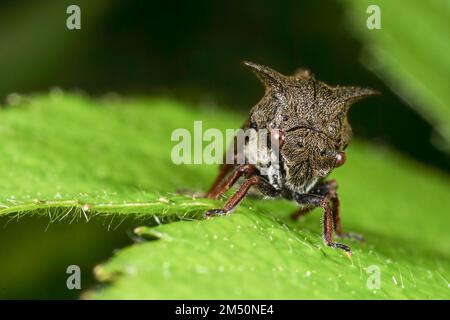 Una delle 2 specie del Regno Unito Treehopper (Membracidae) - veri insetti che spesso hanno strane proiezioni sul loro torace. Foto Stock