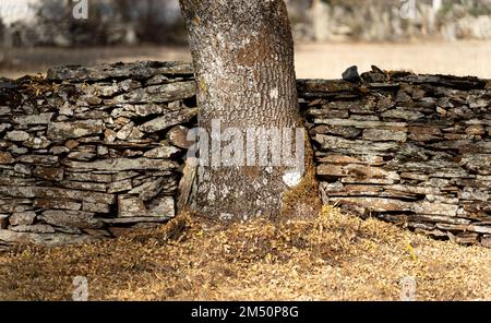 Enorme tronco d'albero nel mezzo del muro di pietra Foto Stock