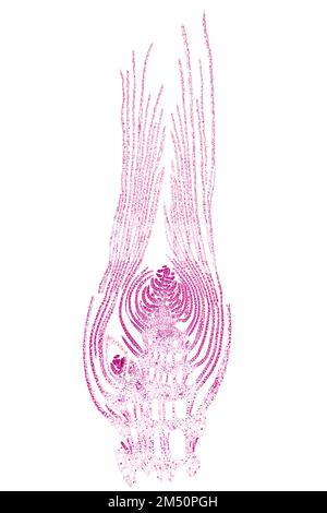 Germoglio apicale di una pianta acquatica, sezione longitudinale, micrografia a 20X luci. Tutto il germoglio, sotto il microscopio luminoso, colorato per una migliore visualizzazione. Foto Stock