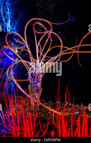 Wisley, Woking, Surrey, Regno Unito - 19 novembre : Glow di Natale 2022 al RHS Garden Wisley, Woking, Surrey, Inghilterra, Regno Unito il 19 novembre 2022 Foto Stock