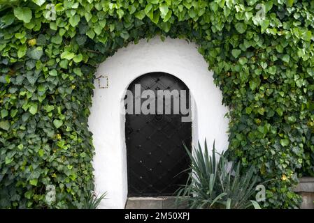 Porta in metallo incorniciata da edera Foto Stock