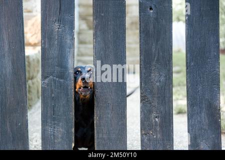 Faccia del cane fra le tavole di recinzione di legno che osservano poppa Foto Stock