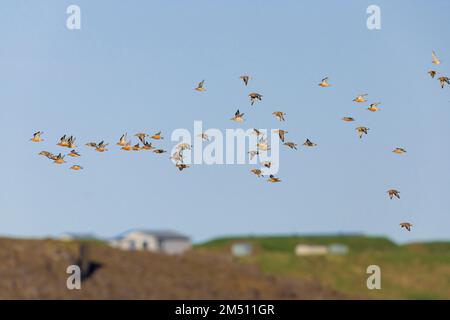 Rosso Knot (Calidris canutus islandica), gregge in volo, Regione nordoccidentale, Islanda Foto Stock