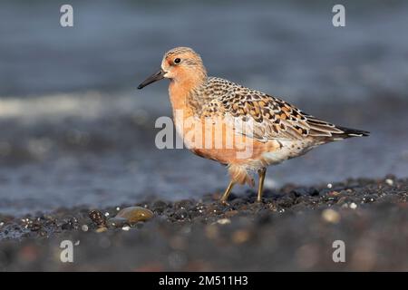 Red Knot (Calidris canutus islandica), vista laterale di un adulto in piedi sulla riva, regione nordoccidentale, Islanda Foto Stock
