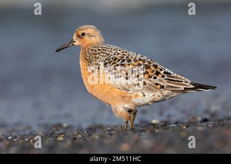 Red Knot (Calidris canutus islandica), vista laterale di un adulto in piedi sulla riva, regione nordoccidentale, Islanda Foto Stock