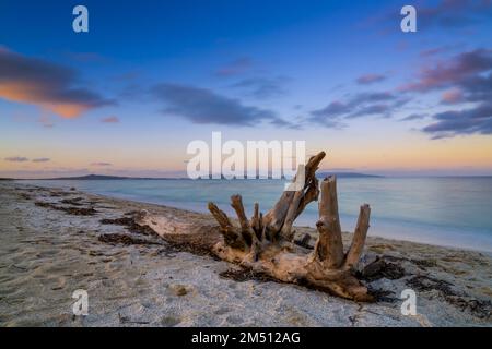 vecchio driftwood su una spiaggia sabbiosa con acqua turchese dell'oceano e un cielo colorato del tramonto Foto Stock