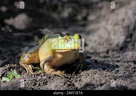 Rana corpina americana con testa larga, corpi stout, e lunghe gambe posteriori con piedi posteriori completamente-tessiti nel fango. Foto Stock